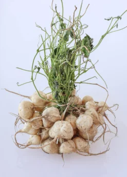 Jicama (Pachyrhizus Erosus) -Sow Exotic Shop jicama plant for sale sow exotic
