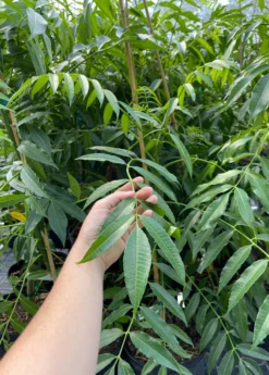 June Plum (Spondias Dulcis) -Sow Exotic Shop juneplumsowexotic