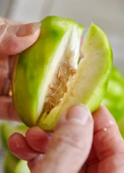 June Plum (Spondias Dulcis) -Sow Exotic Shop juneplymsowexotic 2