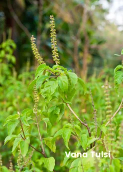 Tulsi Trio: The Essential Holy Basil Bundle -Sow Exotic Shop kirshnavanaramatulsitrioessentialholybasilplantsbundle 1