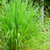 Lemongrass (Cymbopogon)