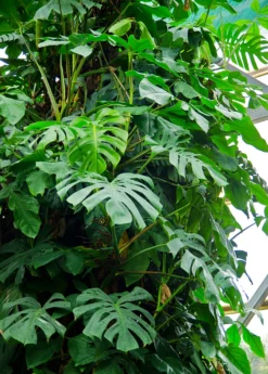 Monstera Deliciosa, Swiss Cheese Plant -Sow Exotic Shop large monstera vine plant