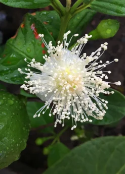 Guava, Lemon (Psidium Littorale) -Sow Exotic Shop lemon cattley guava flower