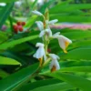 Lesser Galangal (Alpinia Officinarum)