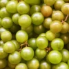 Muscadine Grape 'Welder' (Vitis Rotundifolia)
