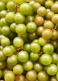 Muscadine Grape 'Welder' (Vitis Rotundifolia)