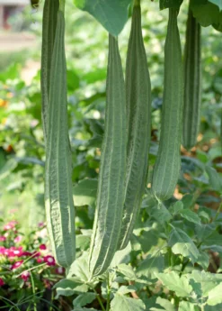 Loofah Gourd (Luffa Aegyptiaca) -Sow Exotic Shop loofah luffa gourd fruit on the vine 1