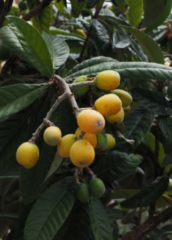 Loquat 'Christmas' (Eriobotrya Japonica) -Sow Exotic Shop loquat 2 1610px X 2250px