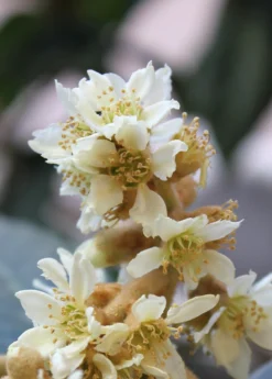 Loquat 'Christmas' (Eriobotrya Japonica) -Sow Exotic Shop loquat flower