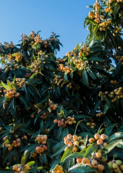 Loquat 'Christmas' (Eriobotrya Japonica) -Sow Exotic Shop loquat tree