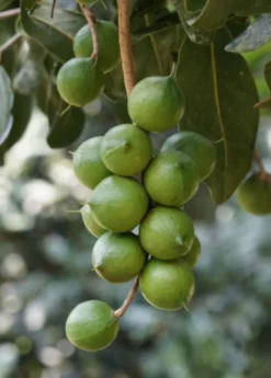 Macadamia 'Queen Anne' (Macadamia Integrifolia) -Sow Exotic Shop macadamianutfruittreeforsalesowexoticnursery 2