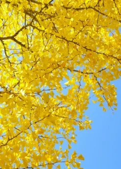 Ginkgo (Ginkgo Biloba)
