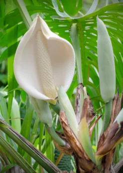 Monstera Deliciosa, Swiss Cheese Plant -Sow Exotic Shop monsteraplantforsalesowexotic 3