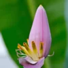 Indian Dwarf Banana (Musa Manii)