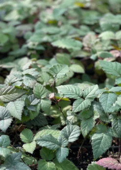 Blackberry, Thornless 'Natchez' (Rubus)
