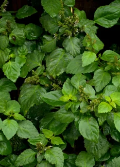 Patchouli (Pogostemon Cablin)