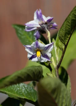 Pepino Dulce (Solanum Muricatum) -Sow Exotic Shop pepinoplantforsale 1
