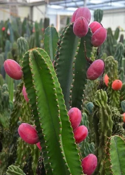 Peruvian Apple Cactus (Cereus Repandus)