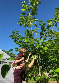Mulberry 'Shangri La' (Morus Alba X Rubra) -Sow Exotic Shop picking mulberries