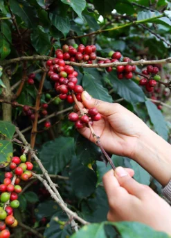 Coffee (Coffea Arabica)