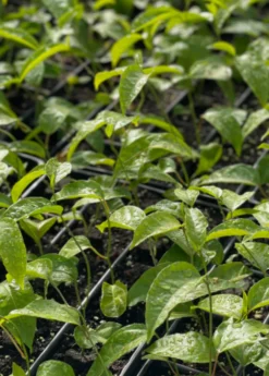 Passion Fruit Vine ‘Purple Possum’ (Passiflora Edulis) -Sow Exotic Shop purplepossompassionfruitsowexoticnursery