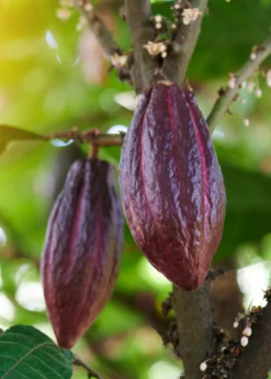 Cacao, Red (Theobroma Cacao) -Sow Exotic Shop redcacaotreesowexotic