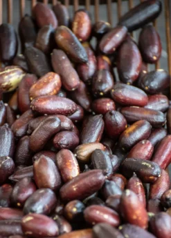 Red Finger Lime (Citrus Australasica) -Sow Exotic Shop redfingerlimefruittreeliveplantforsalesowexotic 2