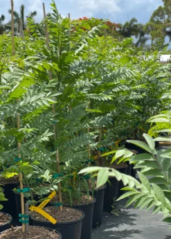 New Arrival -Sow Exotic Shop redhogplum