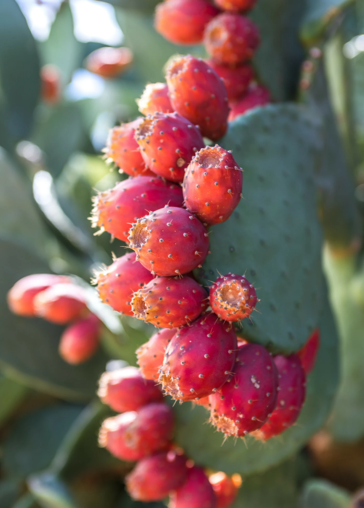 Prickly Pear (Opuntia Ficus-indica) - Image 2