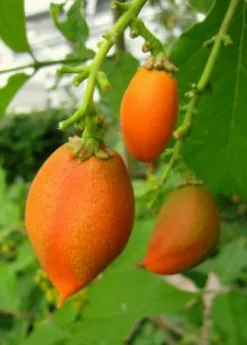 Peanut Butter Fruit (Bunchosia Argentea) 11 Peanut Butter Fruit (Bunchosia Argentea) -Sow Exotic Shop ripe peanut butter fruit 1