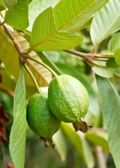 Guava 'Ruby Supreme' (Psidium Guajava)