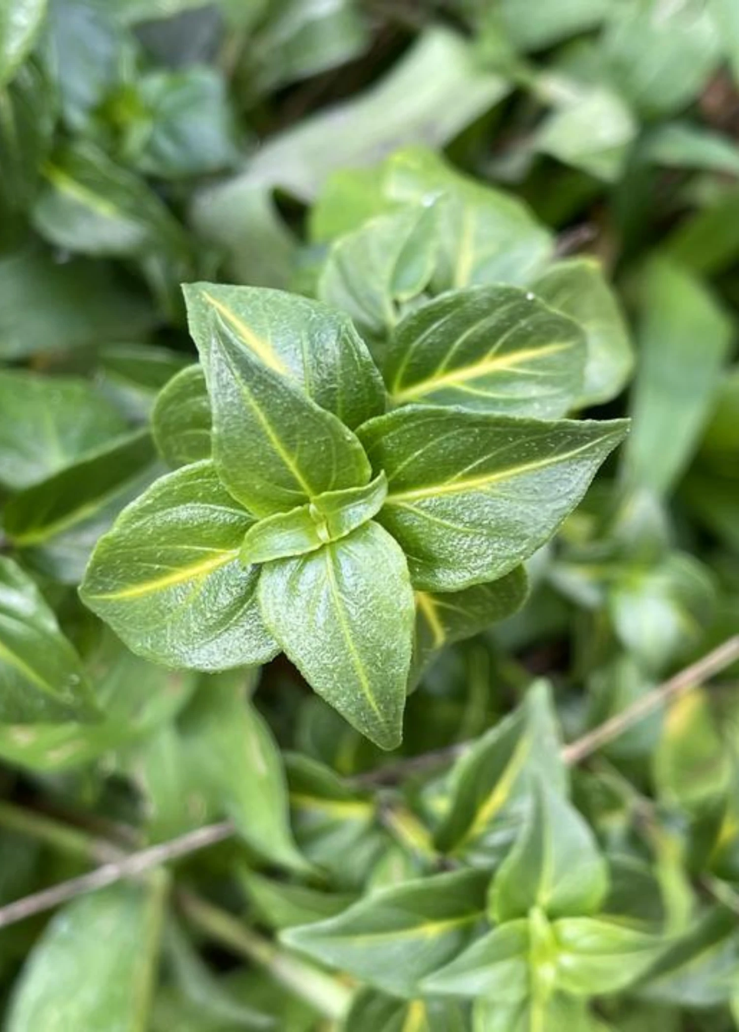 Mushroom Herb (Rungia Klossii) 1 Mushroom Herb (Rungia Klossii)