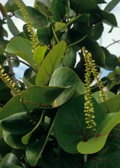 Sea Grape (Coccoloba Uvifera) -Sow Exotic Shop seagrapeCoccolobauviferaplantforsalesowexotic