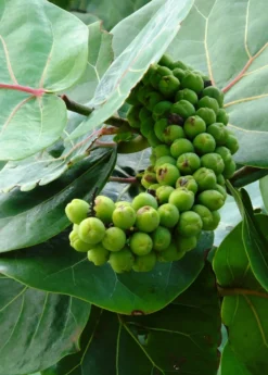 Sea Grape (Coccoloba Uvifera) -Sow Exotic Shop seagrapeCoccolobauviferaplantforsalesowexotic 1