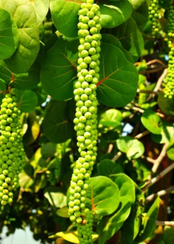Sea Grape (Coccoloba Uvifera) -Sow Exotic Shop seagrapeCoccolobauviferaplantforsalesowexotic 4