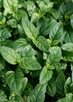 Self Heal Herb (Prunella Vulgaris) -Sow Exotic Shop selfhealliveplantforsalesowexoticPrunellavulgaris