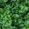 Sissoo Spinach (Alternanthera Sissoo)
