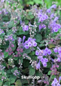 Adaptogen Herb Bundle: Gotu Kola, Skullcap, Ashwagandha, Tulsi -Sow Exotic Shop skullcap plant for sale for sale SowExotic.com