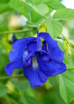 Butterfly Pea (Clitoria Ternatea) -Sow Exotic Shop sow exotic live butterfly pea plant for sale