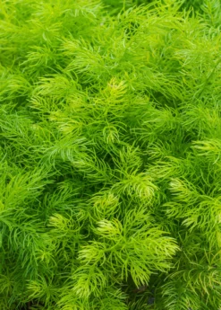 Shatavari (Asparagus Racemosus) -Sow Exotic Shop sow exotic live shatavari plant for sale