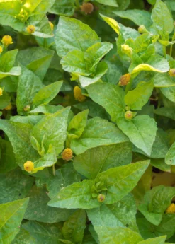 Electric Daisy Toothache Plant (Spilanthes Acmella) -Sow Exotic Shop spilanthes
