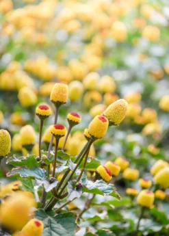 Electric Daisy Toothache Plant (Spilanthes Acmella) -Sow Exotic Shop spilanthestoothacheplantsowexoticnursery 2