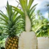 Pineapple 'Sugar Loaf' (Ananas Comosus)