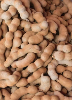 Tamarind (Tamarindus Indica) -Sow Exotic Shop sweetthaitamarindsowexotic 1