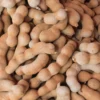 Tamarind 'Thai Sweet' (Tamarindus Indica)