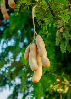 Tamarind 'Thai Sweet' (Tamarindus Indica) -Sow Exotic Shop sweetthaitamarindsowexotic 2 e18cd9ea 15d2 4c6b b5da 1365c42ec084
