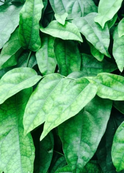 Yanang, Grass Jelly Vine (Tiliacora Triandra)