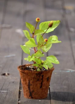 Electric Daisy Toothache Plant (Spilanthes Acmella) -Sow Exotic Shop toothache plant