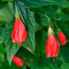Turk's Cap (Malvaviscus Arboreus)