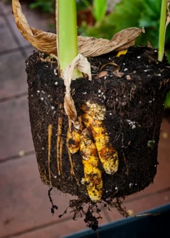Turmeric, Orange (Curcuma Longa) -Sow Exotic Shop turmeric Curcuma longa root plant in a pot